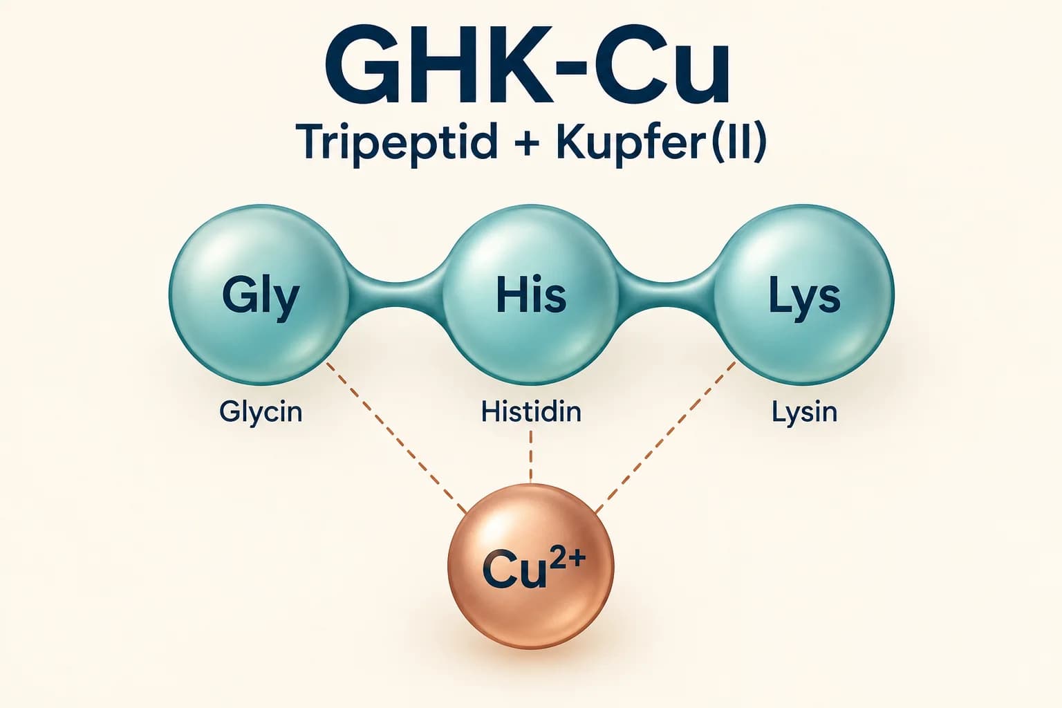 GHK-Cu als vereinfachtes Schema: Glycin, Histidin und Lysin bilden das Tripeptid mit gebundenem Kupfer(II)