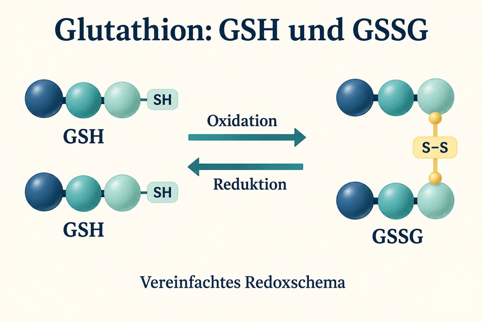 Zwei getrennte GSH-Einheiten gegenüber GSSG mit einer S–S-Verbindung und Pfeilen für Oxidation und Reduktion