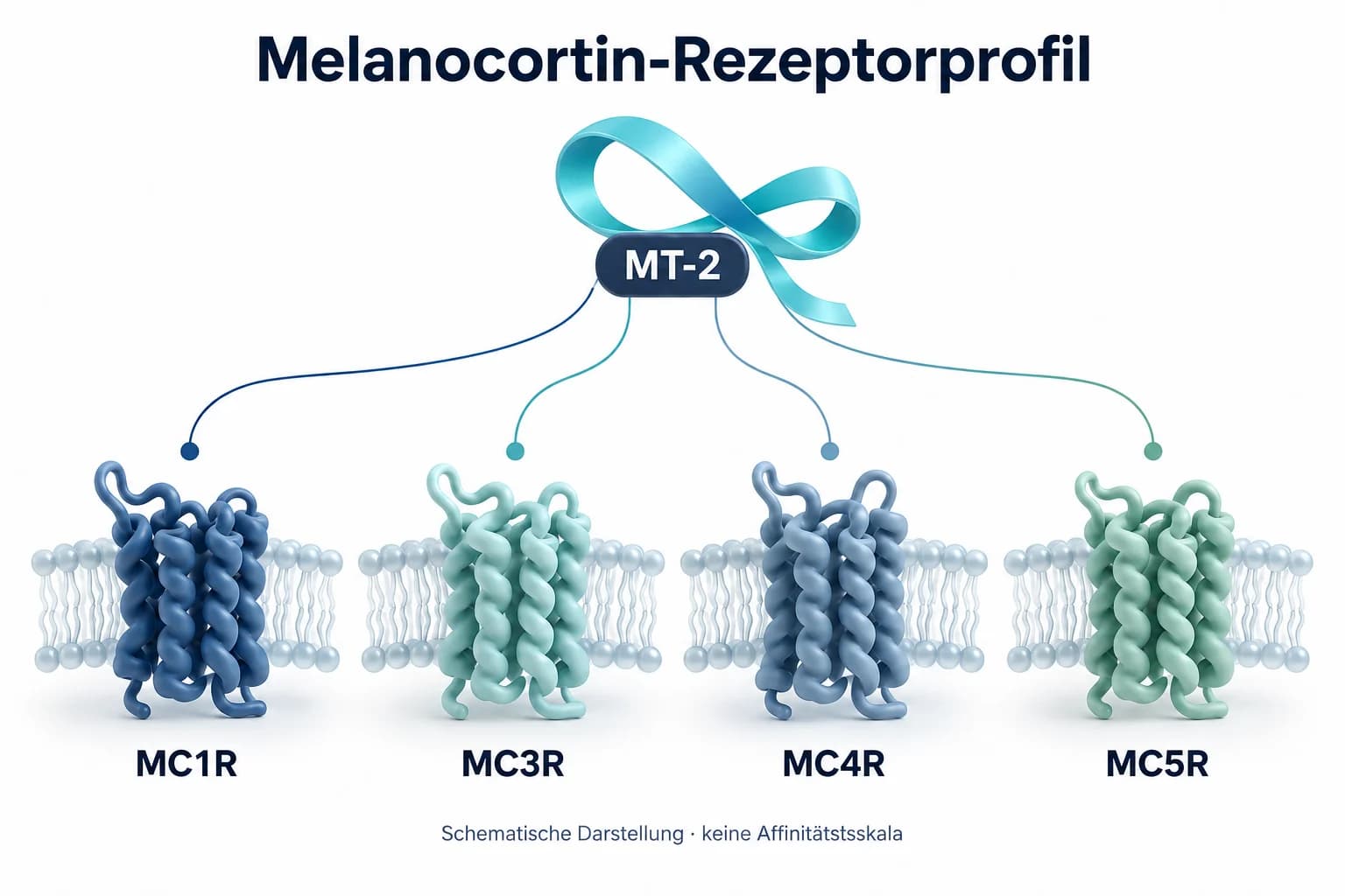 MT2 im Zentrum eines schematischen Rezeptorprofils mit Verbindungen zu MC1R, MC3R, MC4R und MC5R