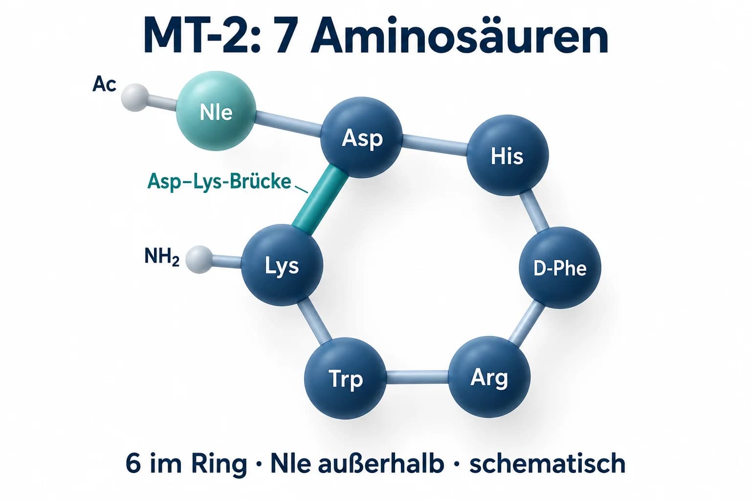 MT2-Strukturschema mit Norleucin außerhalb des Rings und sechs verbundenen Aminosäuren zwischen Asp und Lys