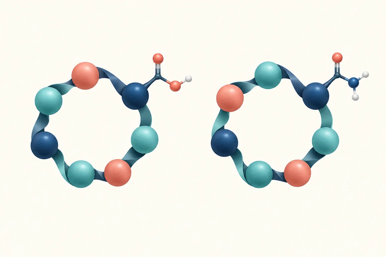 Zwei schematische zyklische Peptide zeigen PT-141 mit freier Carbonsäure und MT-2 mit anderer Endgruppe