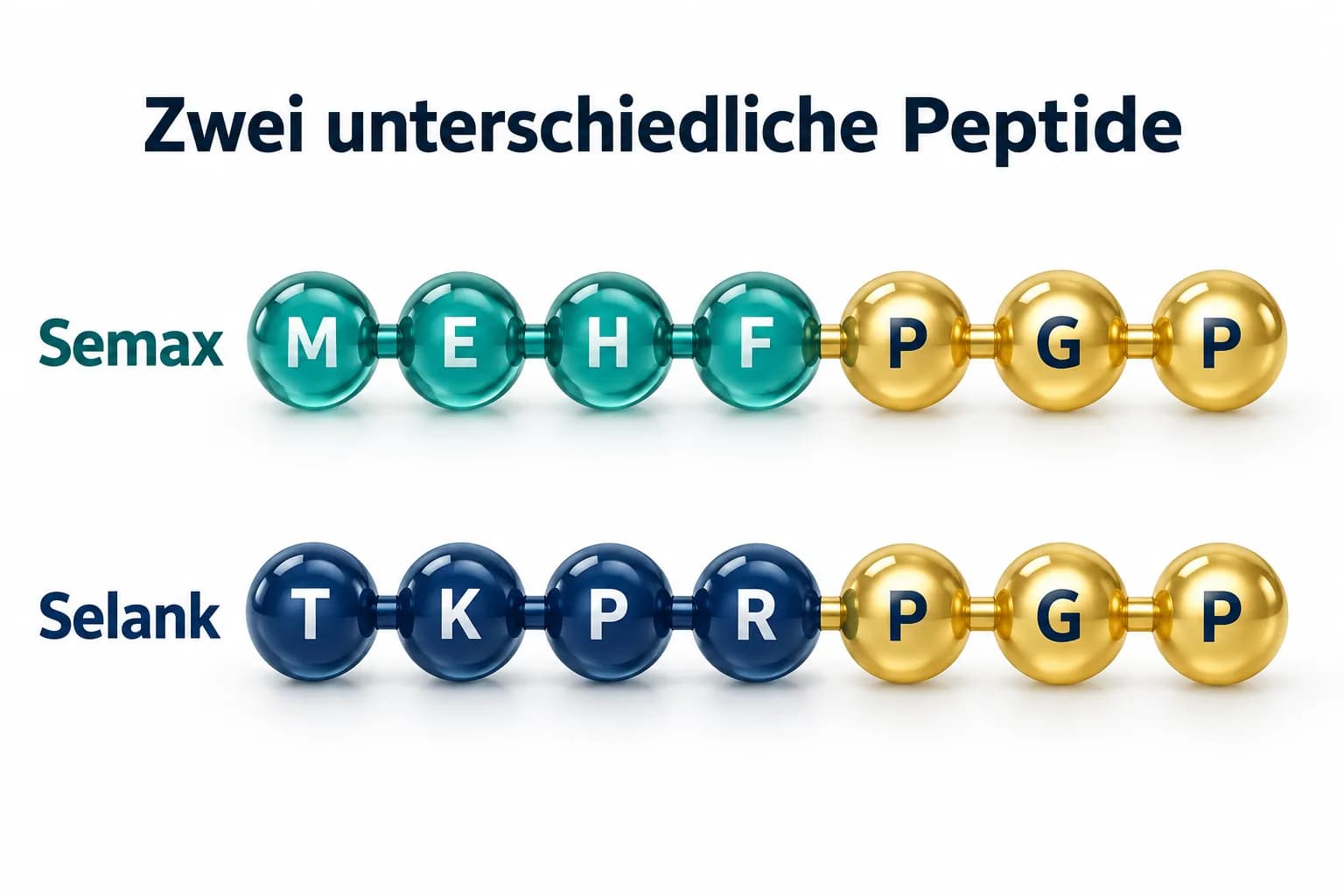 Semax MEHFPGP und Selank TKPRPGP als getrennte Sieben-Aminosäure-Ketten mit gemeinsamer PGP-Endfolge