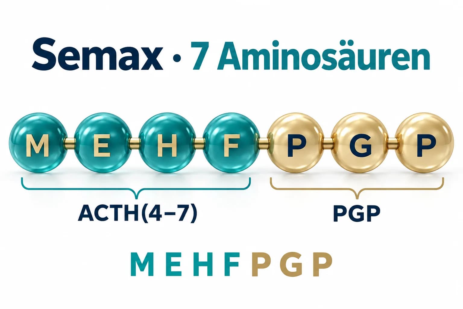Semax-Sequenz MEHFPGP aus sieben Aminosäuren, gegliedert in ACTH(4–7) und die drei Bausteine PGP