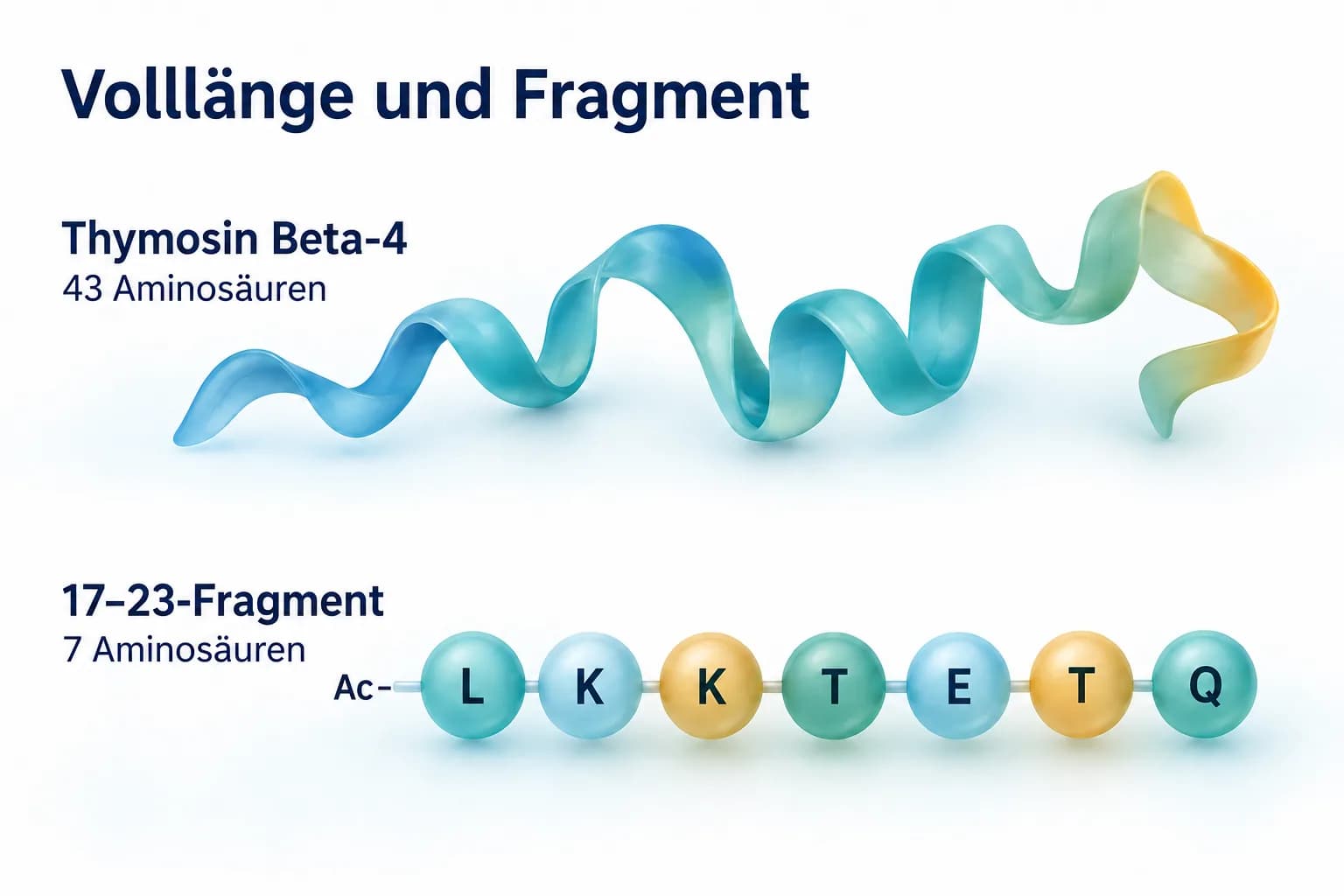 Literaturvergleich von Thymosin Beta-4 mit 43 Aminosäuren und dem acetylierten 17–23-Fragment Ac-LKKTETQ mit sieben Aminosäuren