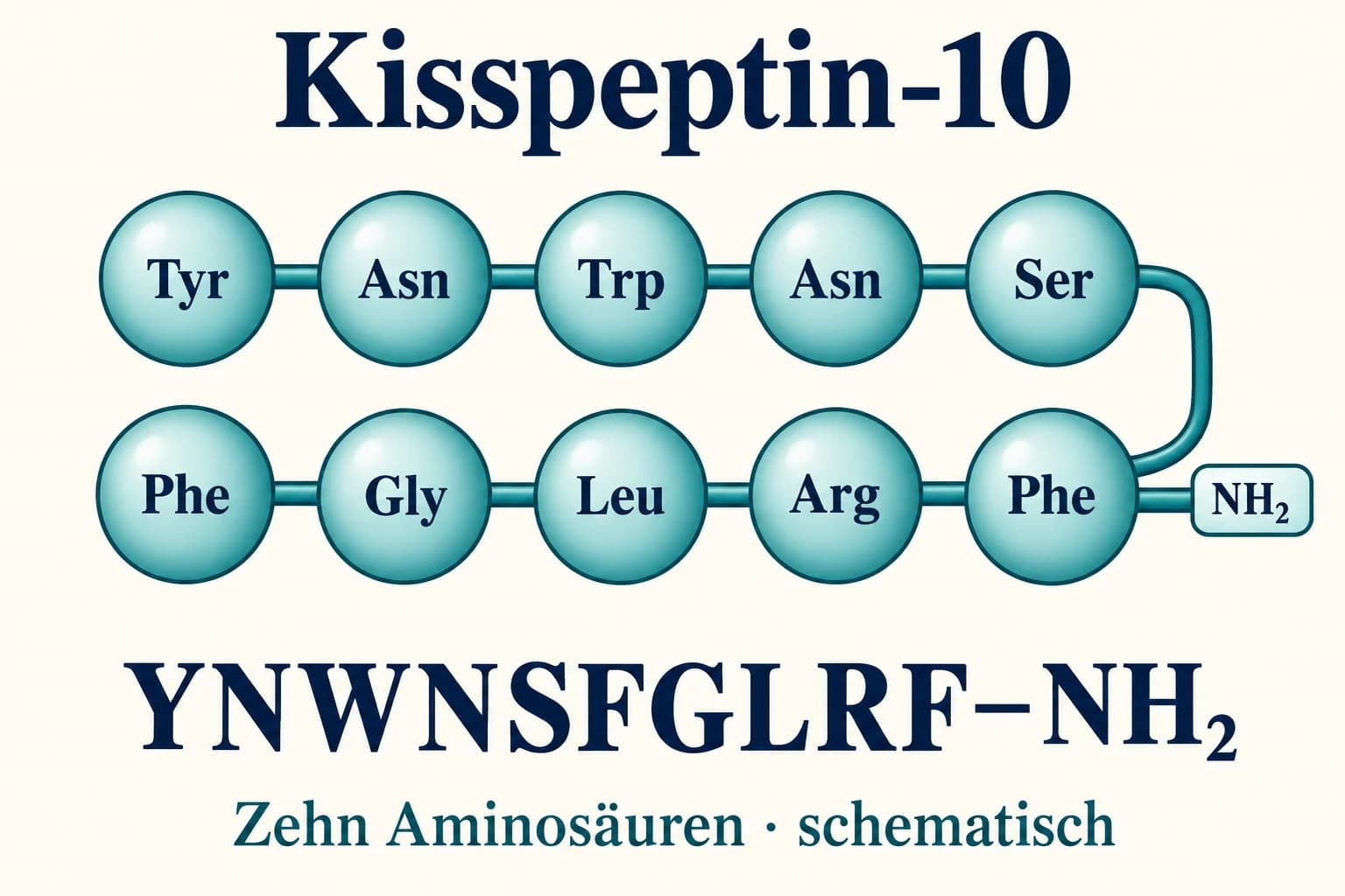 Zehn Aminosäuren von Kisspeptin-10 in der Reihenfolge Tyr-Asn-Trp-Asn-Ser-Phe-Gly-Leu-Arg-Phe mit NH₂-Endgruppe