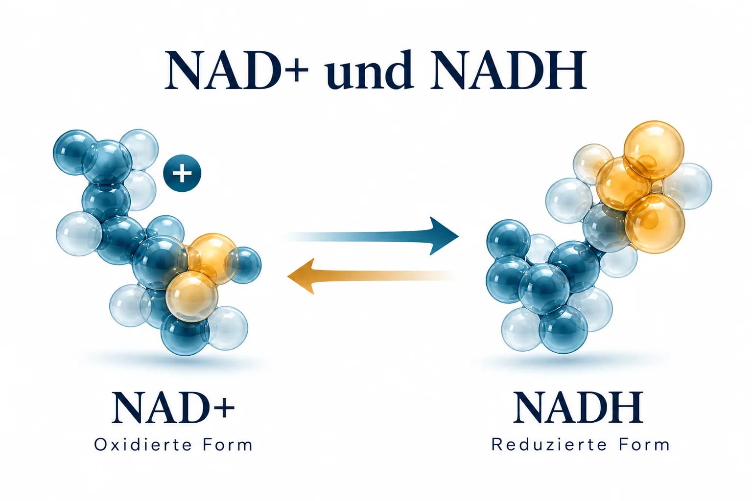 NAD+ und NADH als oxidierte und reduzierte Form mit zwei gegenläufigen Pfeilen im Redoxschema