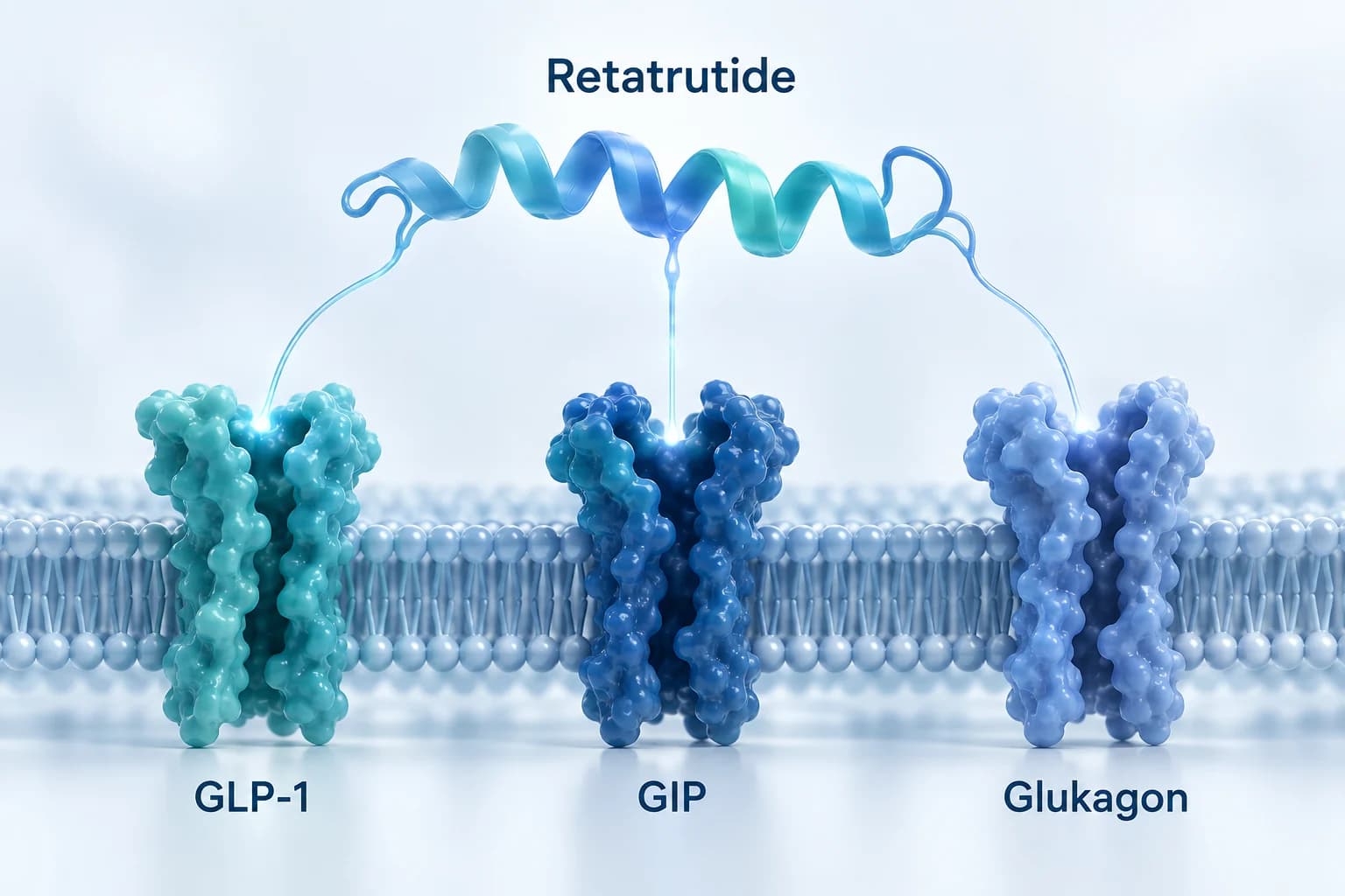 Retatrutide (Reta / Triple G): schematische Illustration eines Peptids mit den drei Rezeptorzielen GLP-1, GIP und Glukagon