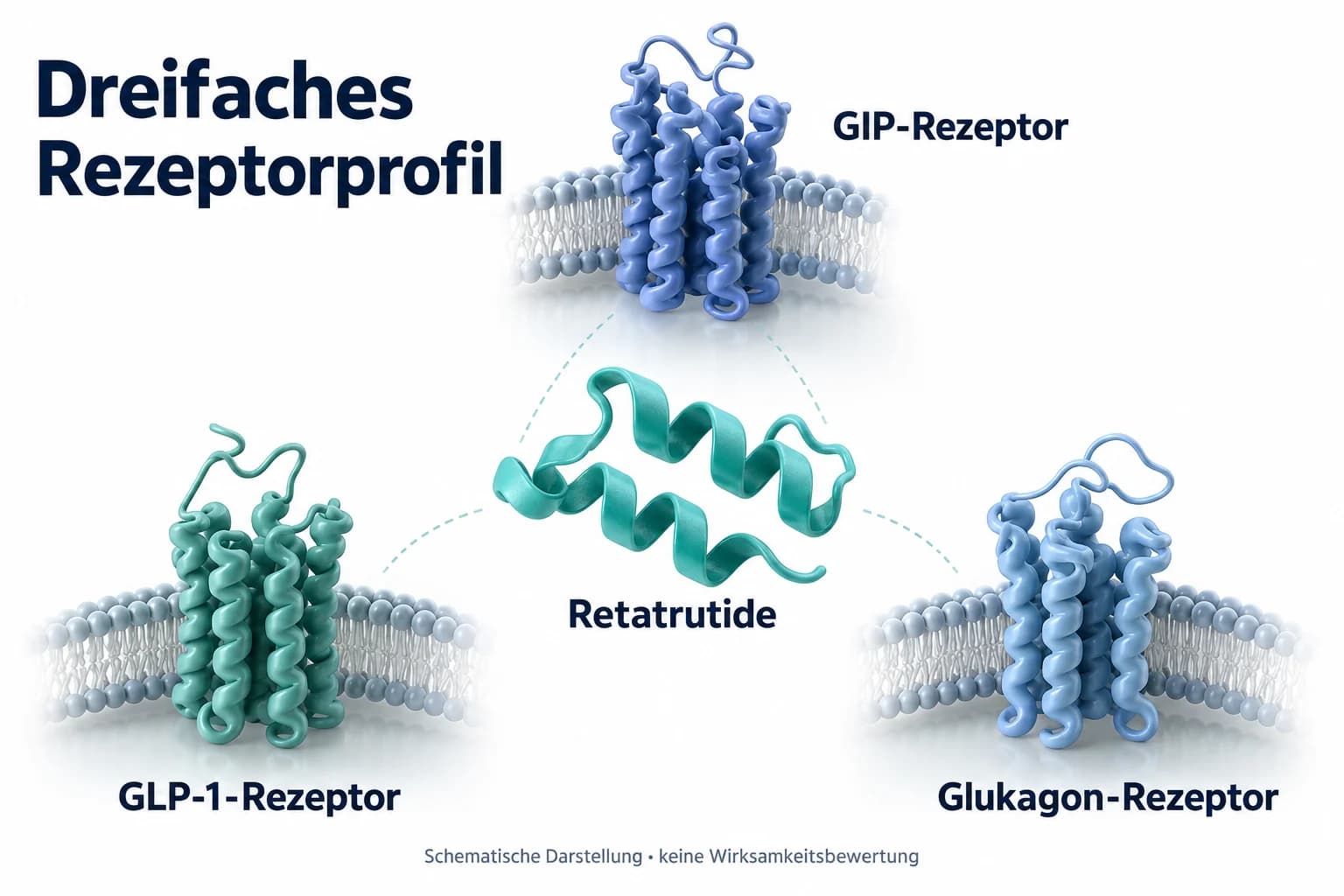 Schematisches Retatrutide-Rezeptorprofil mit GIP-Rezeptor, GLP-1-Rezeptor und Glukagon-Rezeptor