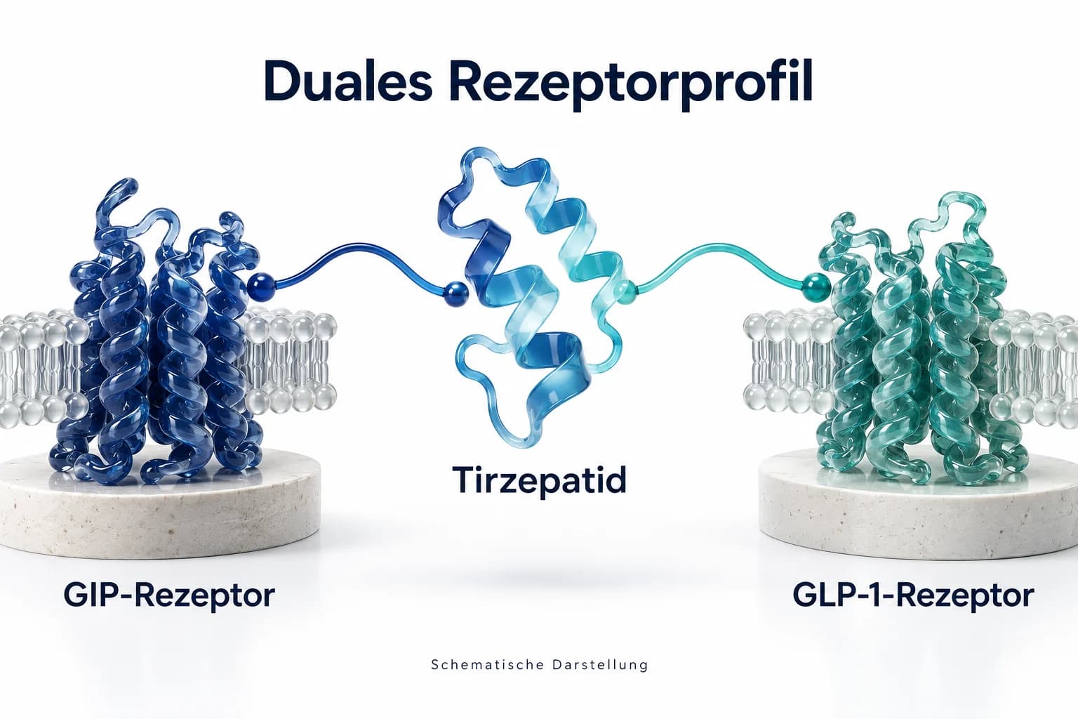 Tirzepatid als einzelnes Peptid mit Verbindungen zu den beiden Rezeptoren GIPR und GLP-1R in einem schematischen Rezeptorprofil