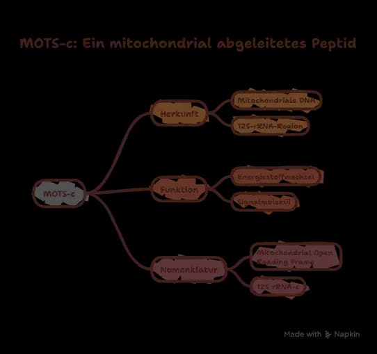 Diagramm: Was ist MOTS-c? MOTS-c als mitochondrial abgeleitetes Peptid mit Herkunft, Funktion und Nomenklatur.