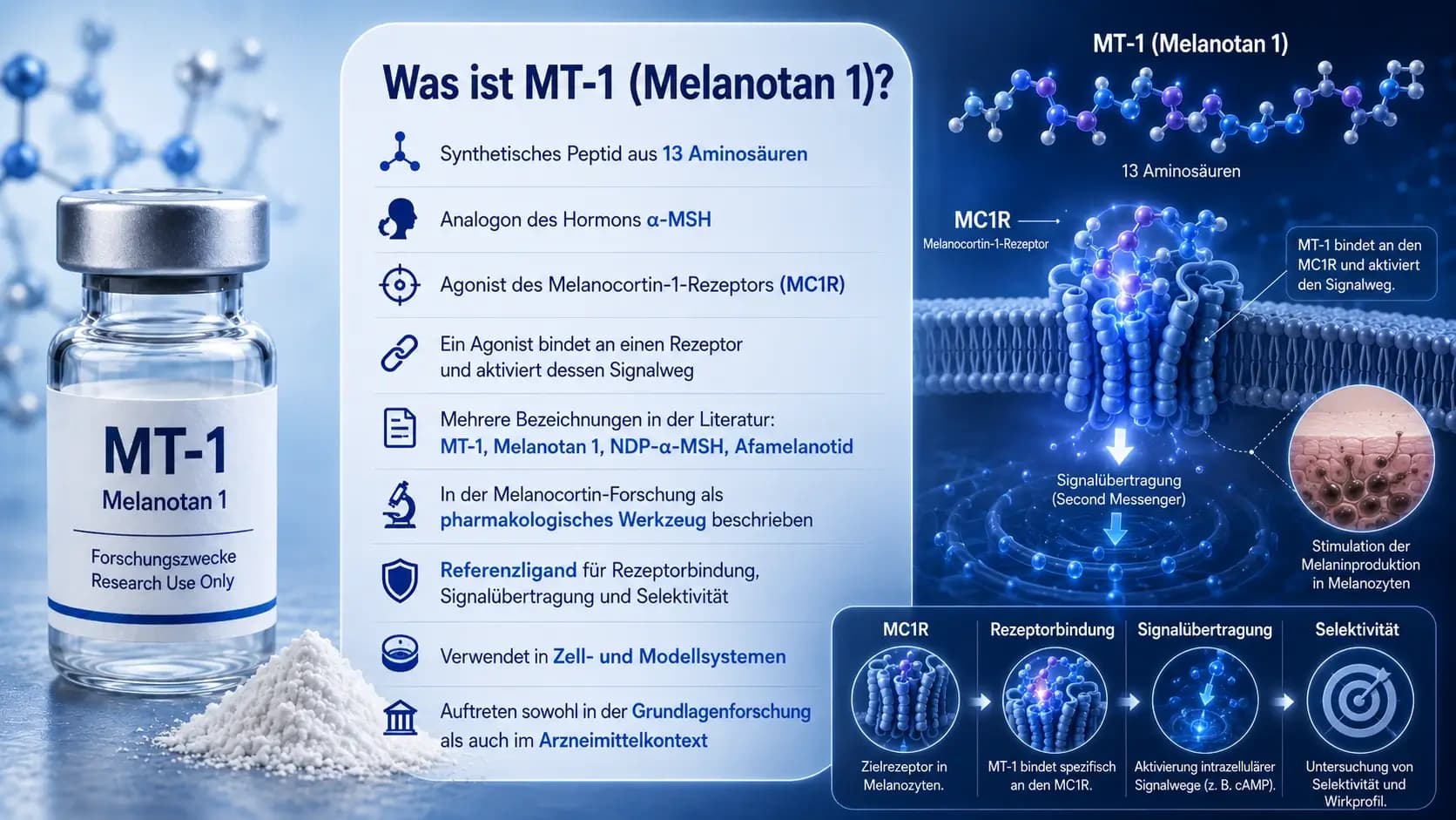 Was ist MT-1 (Melanotan 1)? Visualisierung des linearen Peptids aus 13 Aminosäuren mit MC1R-Bindung und Melanocortin-Signalweg.