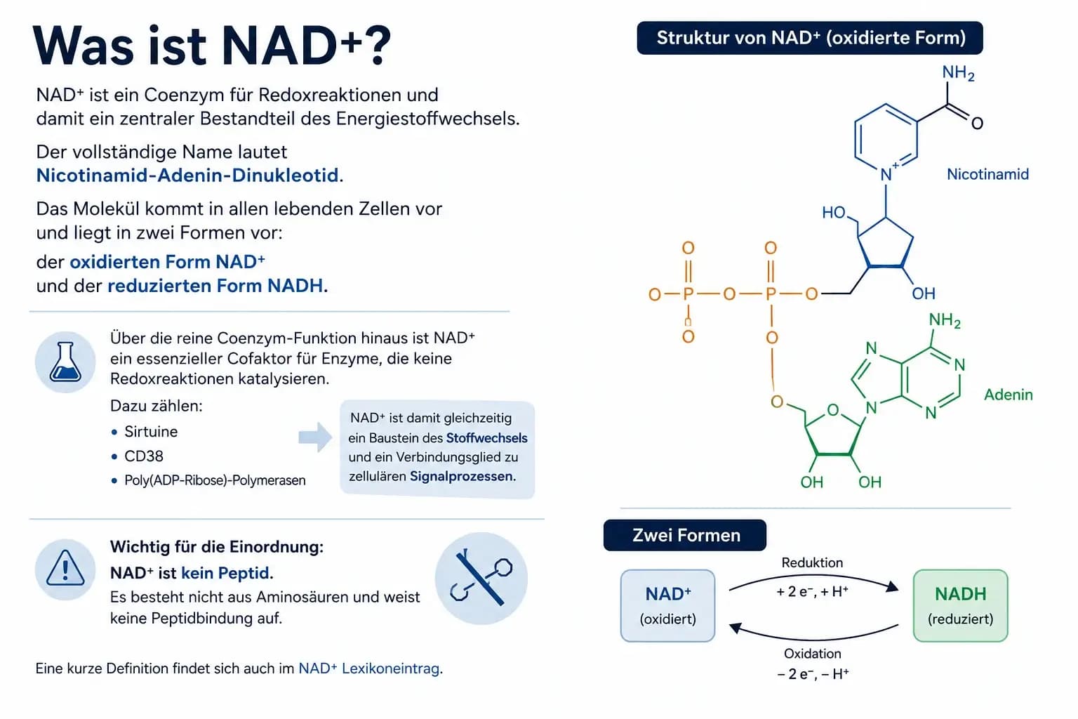Was ist NAD+? Visualisierung von Nicotinamid-Adenin-Dinukleotid mit Molekülstruktur und dem Redoxpaar NAD+/NADH.