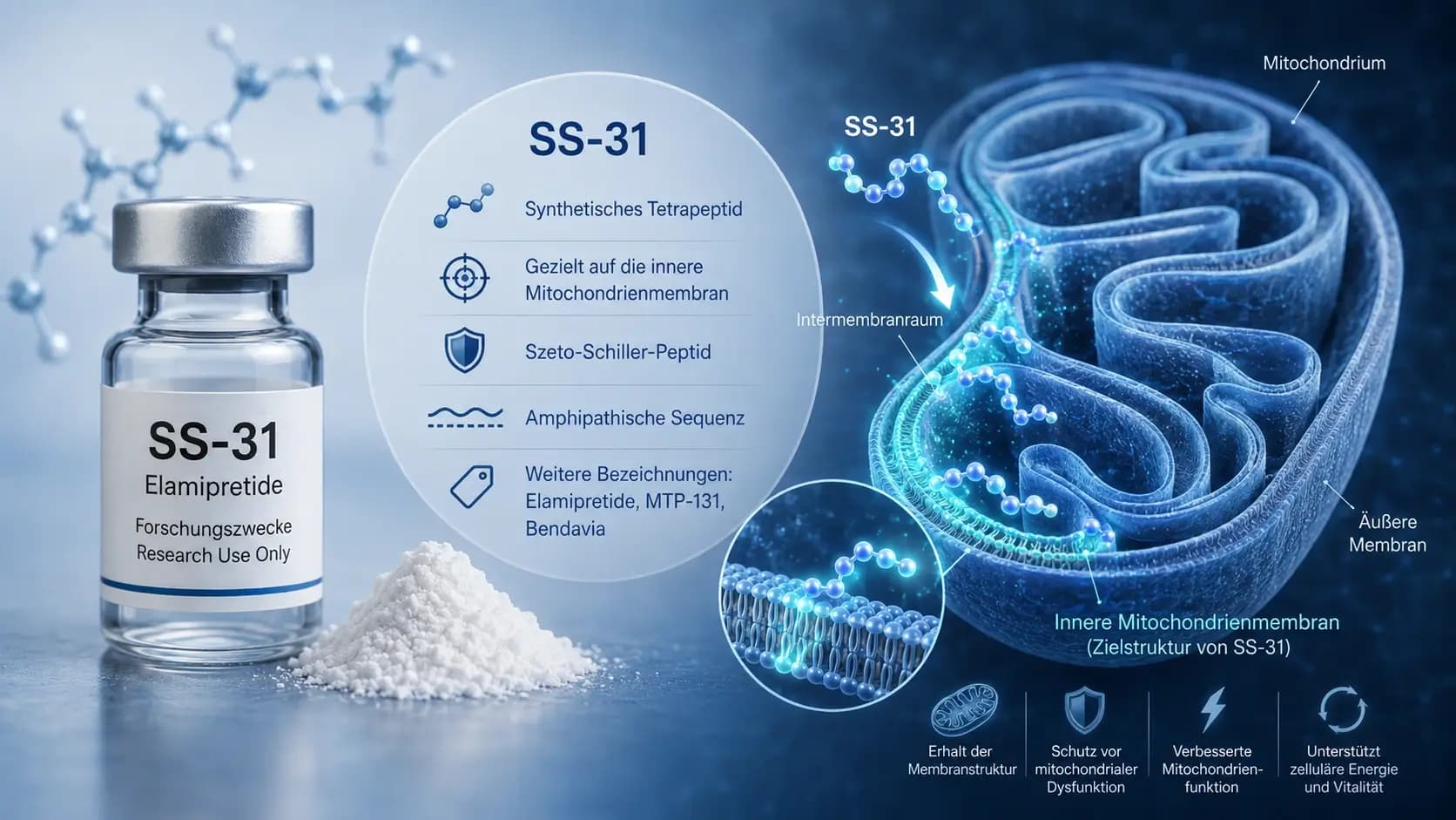 Was ist SS-31? Visualisierung des Tetrapeptids an der inneren Mitochondrienmembran mit Cardiolipin-Bindung im Forschungskontext.